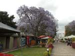 Jacaranda