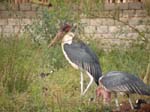 Marabou-storkar