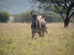 Zebra ...