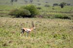 Thomson's Gazelle