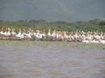 En flock pelikaner ...