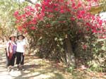 Bougainvillea