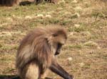 Des babouins geladas ...