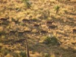 Des bouquetins d'Abyssinie (Capra walie) ...