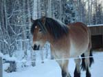 Le cheval de Dag et Eva