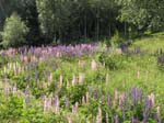 Des lupins partout