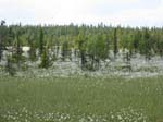 �Le coton arctique�