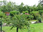 The garden