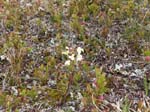 Alla blommor ...