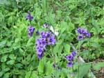 Blommor i tr�dg�rden