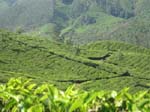 Les plantations de th�
