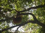 Ruche dans les arbres !