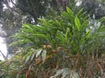 Plantaton de caf�