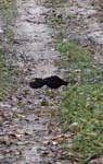 Le gallus