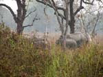 Des �l�phants sauvages