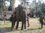 Manas: Les �l�phants pour les safaris