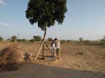 En �neem� planterad f�r Surain 2002