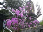 Bougainvillea