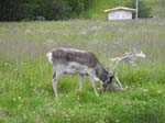 Un renne