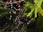 Les raisins sont tr�s bons