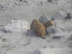 Des marmottes