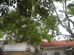 Bodhi, ympat fr�n Buddhas tr�d i Indien