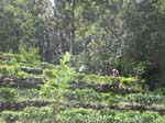Au-dessus de Kandy: des plantations de th�