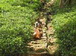 Il descend avec la r�colte