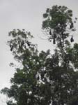 Dans l'arbre, des chauves-souris
