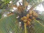 ... des cocotiers ...
