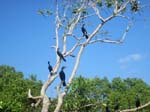 ... des cormorans ...
