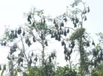 Des chauves-souris