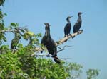 Encore des cormorans
