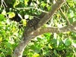 Le Varan malais, un grand l�zard