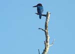Un martin-p�cheur