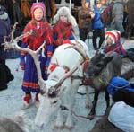 Jokkmokk: Reindeer