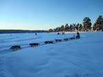 Dog Sled