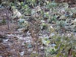 ... frost �verallt !