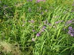 Blommor �verallt