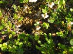 �Fj�llsippor�, Lapplands landskapsblomma