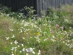 <i>Dag 4</i>: Blommor