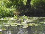 Spreewald-kanalen