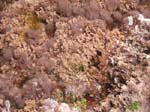 Corals ...