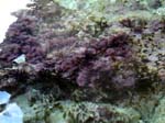 Under-water plants