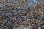 Staloluokta plants Saxifraga oppositifolia