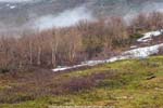 Staloluokta plants-<i>Betula pupescens</i> ssp <i>tortuosa</i>