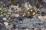 Staloluokta plants-<i>Diapensia lapponica</i>
