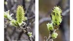 Staloluokta plants-<i>Salix lanata</i>