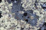 Staloluokta rocks and lichens