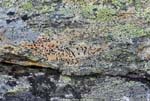 Staloluokta rocks and lichens